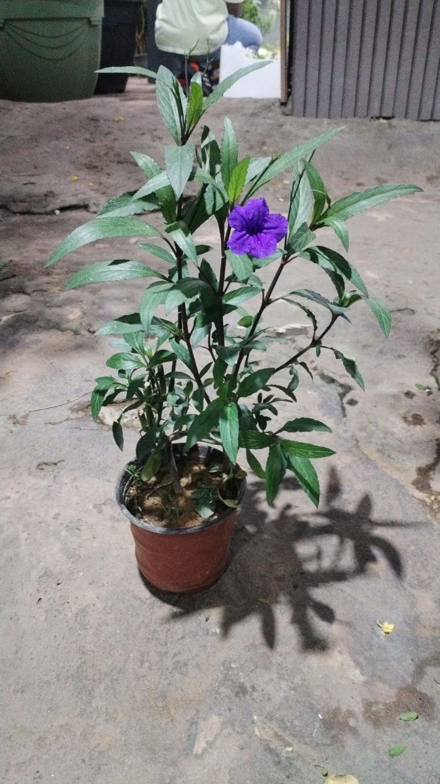 Gallery Image 11