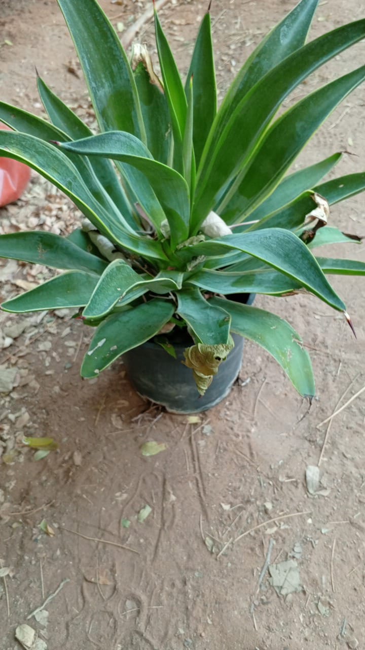 Gallery Image 22